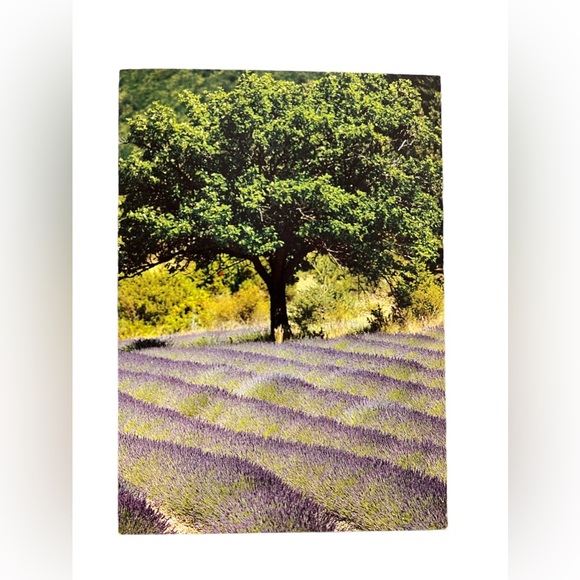 Collection of Flowers and Doors and Windows Photography Blank Greeting Cards - Picture 6 of 13